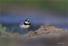 <p>KULÍK ŘÍČNÍ (Charadrius dubius) jižní Morava ---- /Little ringed plover - Flussregenpfeifer/</p>